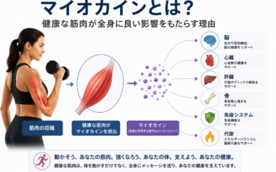 マイオカインとは？ なぜ健康な筋肉は全身の健康に重要なのでしょうか